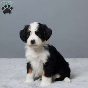 Rock, Mini Bernedoodle Puppy
